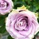 Троянда ''Луллабі'' ROSE 'LULLABY' на штамбі висота 140-160 см Бузковий 314 фото 1