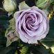 Троянда ''Луллабі'' ROSE 'LULLABY' на штамбі висота 140-160 см Бузковий 314 фото 3