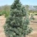 Сосна гибкая "Вандервульф Пирамид" (Pinus flexilis 'Vanderwolf's Pyramid') 50-100 см Голубовато-зеленая 1183 фото 1