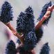 Верба чорна 'Меланостахіс' SALIX GRACILISTYLA "MELANOSTACHYS" на штамбі Пурпурно-чорний 885 фото 3