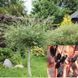 Верба чорна 'Меланостахіс' SALIX GRACILISTYLA "MELANOSTACHYS" на штамбі Пурпурно-чорний 885 фото 7