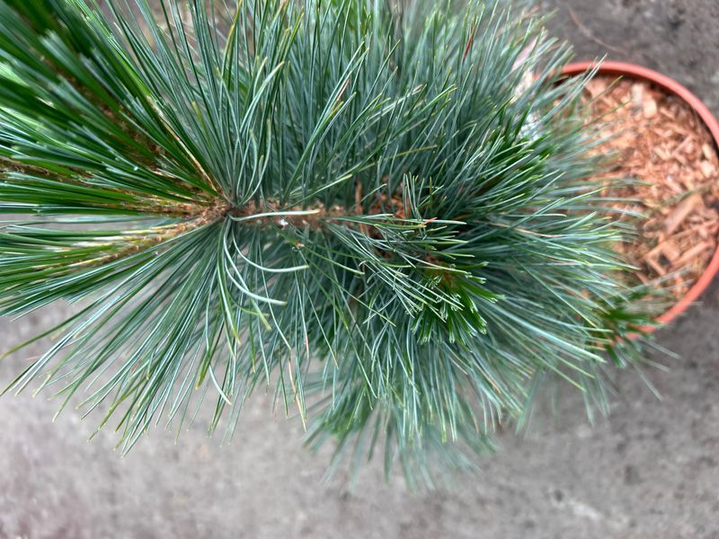 Сосна гибкая "Вандервульф Пирамид" (Pinus flexilis 'Vanderwolf's Pyramid') 50-100 см Голубовато-зеленая 1183 фото