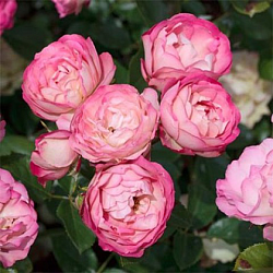 Троянда флорібунда ''Акрополіс'' ROSE 'ACROPOLIS' 40-50 см Рожевий 1160 фото
