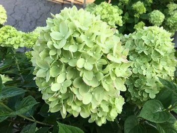 Гортензія волотиста &laquo;Літл Лайм&raquo; HYDRANGEA PANICULATA &lsquo;LITTLE LIME&rsquo; глечик 5 л ЗКС, висота 60-70 см Ніжно-зелений, білий 1010 фото
