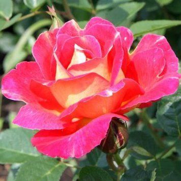 Роза плетистая ''Павиный глаз'' ROSE 'PEACOCK' высота от 3 до 7 метров Розовый/ Желтый 441 фото