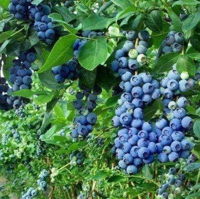 Голубика 'Патриот' VACCINIUM CORYMBOSUM ''PATRIOT'' кувшин 1,5 л (высота 100-130 см) возраст 3,5 года Синий 526 фото