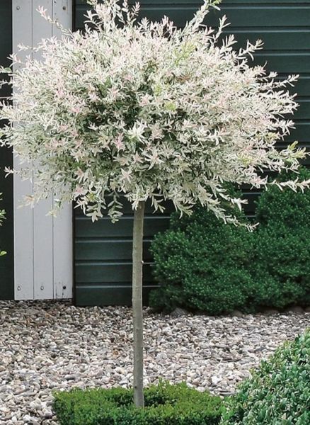 Верба ''Хакуро Нішікі'' SALIX INTEGRA 'HAKURO NISHIKI' на штамбі висота 160 см, глечик с2 л ЗКС, Світло-рожевий/ Біло-зелений 158 фото