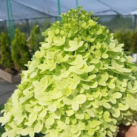 Гортензія волотиста &laquo;Літл Лайм&raquo; HYDRANGEA PANICULATA &lsquo;LITTLE LIME&rsquo; глечик 5 л ЗКС, висота 60-70 см Ніжно-зелений, білий 1010 фото