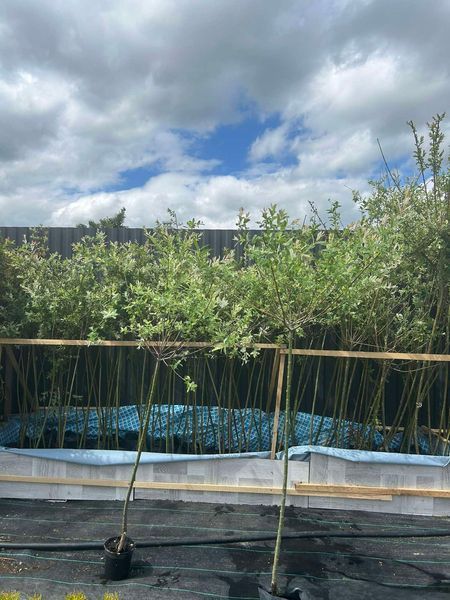 Верба ''Хакуро Нішікі'' SALIX INTEGRA 'HAKURO NISHIKI' на штамбі висота 160 см, глечик с2 л ЗКС, Світло-рожевий/ Біло-зелений 158 фото