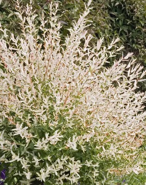 Верба ''Хакуро Нішікі'' SALIX INTEGRA 'HAKURO NISHIKI' на штамбі висота 160 см, глечик с2 л ЗКС, Світло-рожевий/ Біло-зелений 158 фото