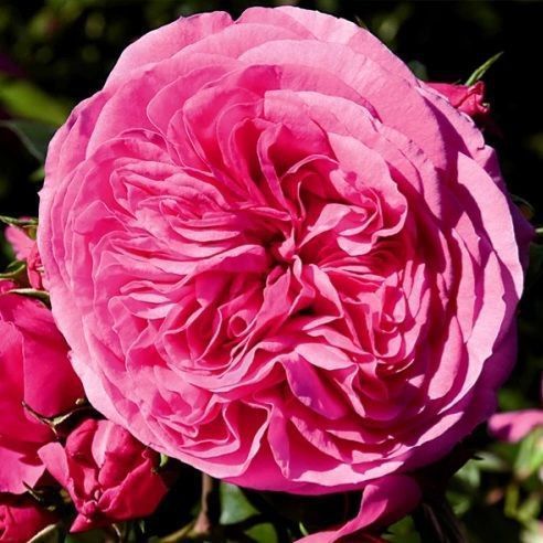 Махрова Англійська плетиста троянда ''Баронесса'' ROSE 'BARONESSE' Рожево-малиновий 490 фото