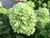 Гортензія волотиста &laquo;Літл Лайм&raquo; HYDRANGEA PANICULATA &lsquo;LITTLE LIME&rsquo; глечик 5 л ЗКС, висота 60-70 см Ніжно-зелений, білий 1010 фото