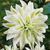 Лілія Polar Sta (Lilium &lsquo;Polar Sta&rsquo;) Білий 812 фото