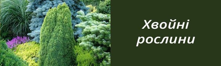 Хвойні рослини 1-2