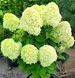 Гортензія волотиста &laquo;Літл Лайм&raquo; HYDRANGEA PANICULATA &lsquo;LITTLE LIME&rsquo; глечик 5 л ЗКС, висота 60-70 см Ніжно-зелений, білий 1010 фото 2