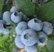 Голубика 'Патриот' VACCINIUM CORYMBOSUM ''PATRIOT'' кувшин 1,5 л (высота 100-130 см) возраст 3,5 года Синий 526 фото 2