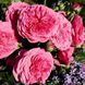 Махрова Англійська плетиста троянда ''Баронесса'' ROSE 'BARONESSE' Рожево-малиновий 490 фото 2