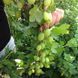 Крыжовник на штамбе &laquo;Малахит&raquo; (Ribes uva-crispa &lsquo;Malachit&rsquo;) 120-130 см Изумрудно-зеленый 960 фото 3
