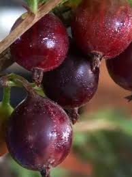 Аґрус &laquo;Карат&raquo; (Ribes uva-crispa &lsquo;Karat&rsquo;) 50-60 см Темно-червоний 961 фото