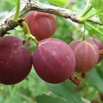 Аґрус &laquo;Карат&raquo; (Ribes uva-crispa &lsquo;Karat&rsquo;) 50-60 см Темно-червоний 961 фото