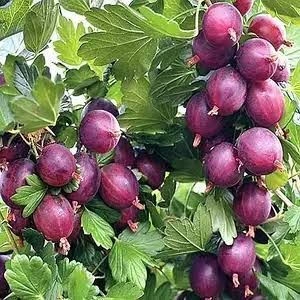 Аґрус &laquo;Карат&raquo; (Ribes uva-crispa &lsquo;Karat&rsquo;) 50-60 см Темно-червоний 961 фото
