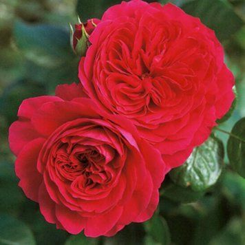 Махрова Английская плетистая роза ''Ред Леонордо'' ROSE 'RED LEONARDO' Красный 491 фото