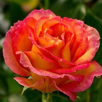Троянда чайно-гібридна ''Вищий Світ'' ROSE 'HIGH SOCIETY' висота 80-150 см Жовтий/ Червоний 392 фото