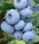 Голубика 'Блюкроп' VACCINIUM CORYMBOSUM ''BLUECROP'' кувшин 1,5 л (высота 100-130 см) возраст 3,5 года Синий 527 фото