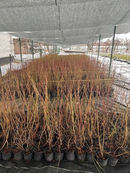 Голубика 'Блюкроп' VACCINIUM CORYMBOSUM ''BLUECROP'' кувшин 1,5 л (высота 100-130 см) возраст 3,5 года Синий 527 фото