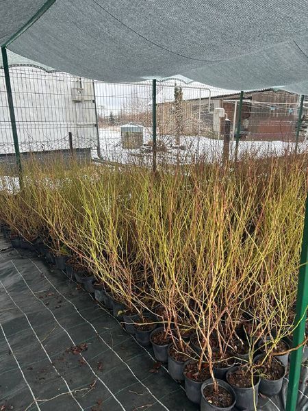 Голубика 'Блюкроп' VACCINIUM CORYMBOSUM ''BLUECROP'' кувшин 1,5 л (высота 100-130 см) возраст 3,5 года Синий 527 фото
