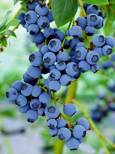 Голубика 'Блюкроп' VACCINIUM CORYMBOSUM ''BLUECROP'' кувшин 1,5 л (высота 100-130 см) возраст 3,5 года Синий 527 фото