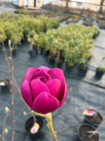 Магнолія 'Емперрор'' MAGNOLIA 'EMPEROR' 8 років, глечик 7 л, Пурпурно-рожевий 763 фото