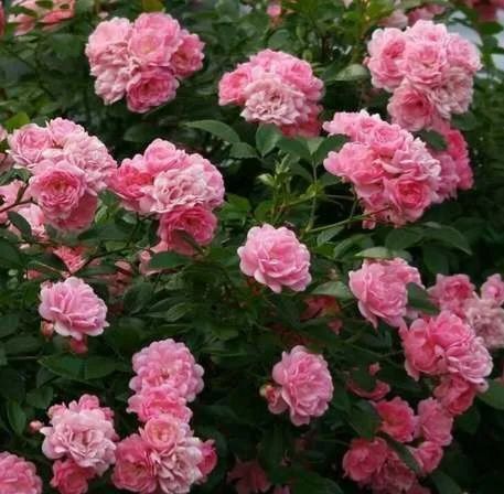 Троянда плетиста ''Зе фейрі'' ROSE 'THE FAIRY' висота від 3 до 7 метрів Світло-рожевий 442 фото