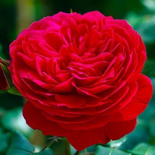 Махрова Англійська плетиста троянда ''Ред Леонордо'' ROSE 'RED LEONARDO' Червоний 491 фото