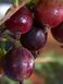 Аґрус &laquo;Карат&raquo; (Ribes uva-crispa &lsquo;Karat&rsquo;) 50-60 см Темно-червоний 961 фото 5