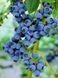 Голубика 'Блюкроп' VACCINIUM CORYMBOSUM ''BLUECROP'' кувшин 1,5 л (высота 100-130 см) возраст 3,5 года Синий 527 фото 3