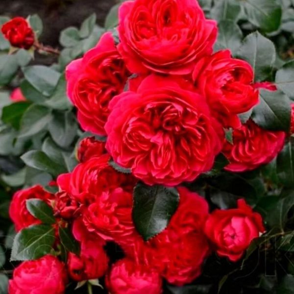 Махрова Англійська плетиста троянда ''Ред Леонордо'' ROSE 'RED LEONARDO' Червоний 491 фото