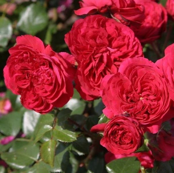 Махрова Англійська плетиста троянда ''Ред Леонордо'' ROSE 'RED LEONARDO' Червоний 491 фото