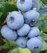 Голубика 'Блюкроп' VACCINIUM CORYMBOSUM ''BLUECROP'' кувшин 1,5 л (высота 100-130 см) возраст 3,5 года Синий 527 фото 1
