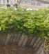 Виноград 'Подарок Молдовы' VITIS VINIFERA ''PODAROK MOLDOVY'' возраст 2 года Синий 292 фото 7