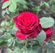Троянда чайно-гібридна ''Родос'' ROSE 'RHODOS' висота 80-150 см Червоний 341 фото 2