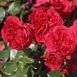 Махрова Англійська плетиста троянда ''Ред Леонордо'' ROSE 'RED LEONARDO' Червоний 491 фото 4