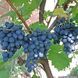 Виноград 'Подарок Молдовы' VITIS VINIFERA ''PODAROK MOLDOVY'' возраст 2 года Синий 292 фото 4