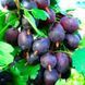 Аґрус &laquo;Карат&raquo; (Ribes uva-crispa &lsquo;Karat&rsquo;) 50-60 см Темно-червоний 961 фото 1