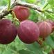Аґрус &laquo;Карат&raquo; (Ribes uva-crispa &lsquo;Karat&rsquo;) 50-60 см Темно-червоний 961 фото 2