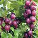 Аґрус &laquo;Карат&raquo; (Ribes uva-crispa &lsquo;Karat&rsquo;) 50-60 см Темно-червоний 961 фото 3