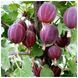 Аґрус &laquo;Карат&raquo; (Ribes uva-crispa &lsquo;Karat&rsquo;) 50-60 см Темно-червоний 961 фото 4