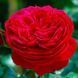 Махрова Англійська плетиста троянда ''Ред Леонордо'' ROSE 'RED LEONARDO' Червоний 491 фото 2