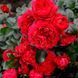 Махрова Англійська плетиста троянда ''Ред Леонордо'' ROSE 'RED LEONARDO' Червоний 491 фото 3