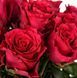 Троянда чайно-гібридна ''Родос'' ROSE 'RHODOS' висота 80-150 см Червоний 341 фото 3
